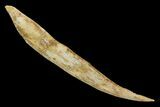 Fossil Shark (Hybodus) Dorsal Spine - Morocco #145368-1